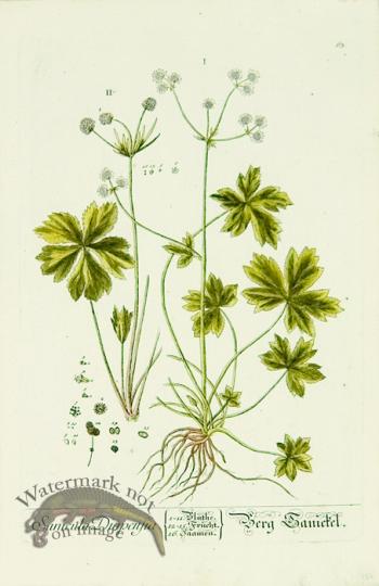 Blackwell German 244